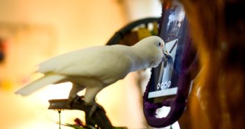 ¿Videollamadas entre loros? Un estudio ha probado sus beneficios